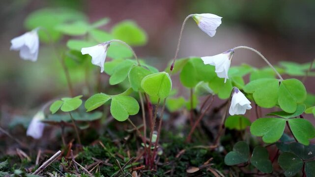 beautiful forest white flowers oxalis acetosella
