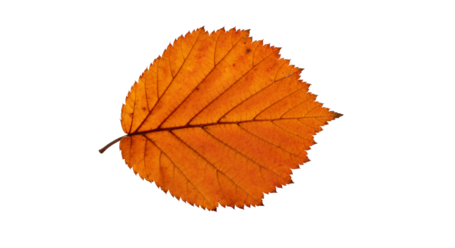 Autumnal Amber A Golden Leaf Isolated on White