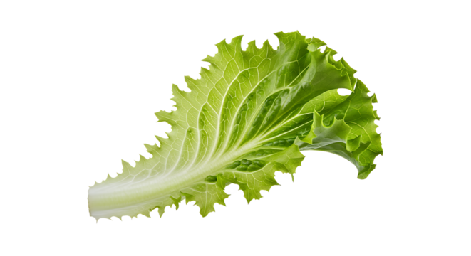 Fresh Green Lettuce Leaf Isolated on a White Background, Healthy Organic Food Ingredient
