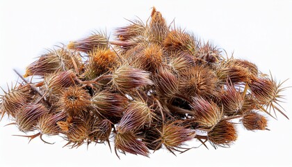 Dried Carline Thistle Carlina Vulgaris Isolated On Transparent Background N Cut Out Wildflower With Clipping Path