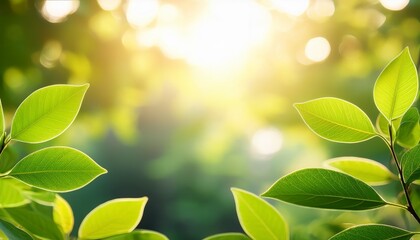 Green Branch Leaves With Sunlight Blurred Background