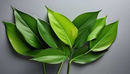 Vibrant Green Leaves On Gray Background