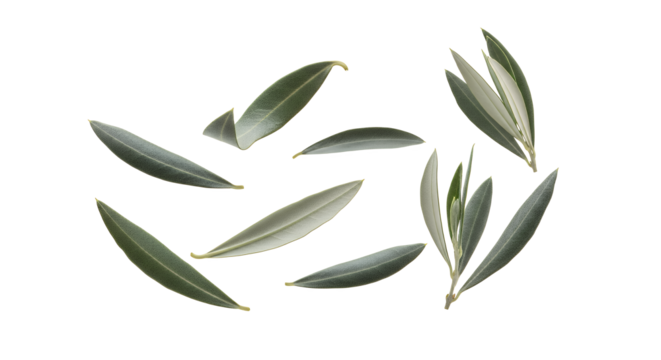 Olive Leaves Isolated Fresh Green Sprigs for Healthy Cooking, Mediterranean Diet, Natural Food
