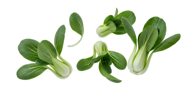 Fresh Bok Choy Vegetables Healthy Greens for Cooking and Salad