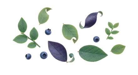 Fresh blueberries and a natural assortment of green and purple leaves, artistically scattered on a bright white background, highlighting organic freshness and botanical elegance