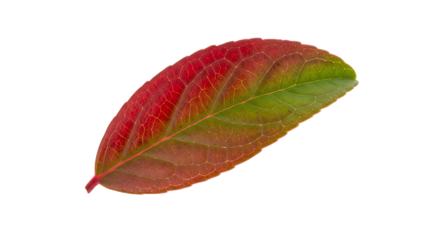 Red and Green Autumn Leaf Isolated on White Background Symbolizing Seasonal Change and Transition