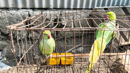 Two green parrots in a cage