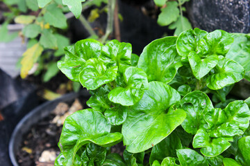 Fresh Brazilian Spinach, Altehernanthera sissoo growing in the garden. Food ingredients