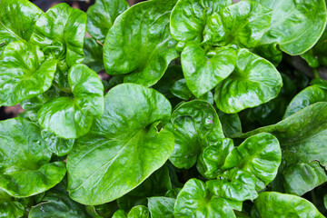 Fresh Brazilian Spinach, Altehernanthera sissoo growing in the garden. Food ingredients