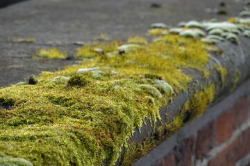moss on stone