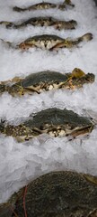 Fresh crabs in a seafood shop