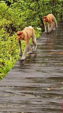 Wild proboscis monkeys (Nasalis larvatus) walking, jumping, and feeding on the wooden feeding platform at the famous Labuk Bay Proboscis Monkey Sanctuary in Borneo.