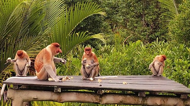Wild proboscis monkeys (Nasalis larvatus) and feeding on the wooden feeding platform at the famous Labuk Bay Proboscis Monkey Sanctuary in Borneo.
