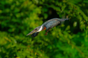 A rare and beautiful Ringed Kingfisher, Megaceryle torquata with its massive bill flying. Manu national park Peru.
