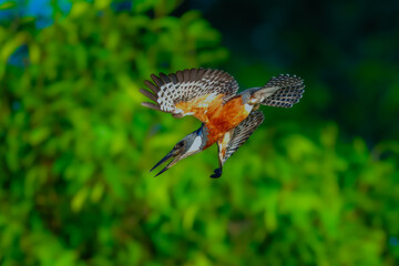 Flying Ringed Kingfisher, Megaceryle torquata with its massive bill flying. Manu national park Peru. Green background. Wildlife photo.
