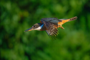 Flying Ringed Kingfisher, Megaceryle torquata with its massive bill flying. Manu national park Peru. Green background. Wildlife photo.
