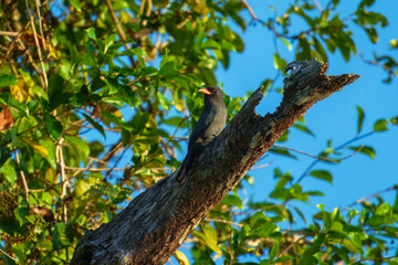 The black-fronted nunbird (Monasa nigrifrons), Fairly large, dark bird in lowland forest and forest edge. Bold red bill is striking. Peru
