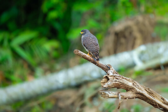 Roadside Hawk, Rupornis magnirostris. is one of the most widespread raptors of the Neotropics. Its name is due to its preference for the edges of forests. It is found in open to semi-open areas. - Powered by Adobe