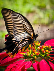 The great mormon, papilio memnon, common mormon, or Asian swallowtail is a large butterfly perched on a bright red poinsettia flower.