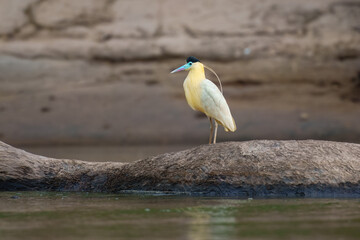 Capped Heron Pilherodius pileatus, This gorgeous medium-sized heron is uncommon but widespread in lowlands of South America,