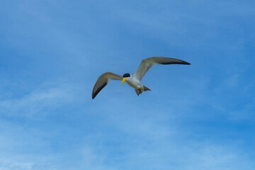 Fototapeta premium Yellow-billed Tern Sternula superciliaris flying, Small tern with a robust yellow bill. In the breeding plumage has an extensive black crown and small white forehead patch. 