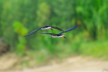 Black Skimmer Flying in Beautiful Light Unusual tern-like bird with oversized bill—lower mandible is much longer than upper mandible. Peru  © Miroslav Srb