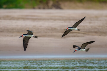 Black Skimmer Flying in Beautiful Light Unusual tern-like bird with oversized bill—lower mandible is much longer than upper mandible. Peru  © Miroslav Srb