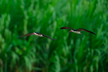 Black Skimmer Flying in Beautiful Light Unusual tern-like bird with oversized bill—lower mandible is much longer than upper mandible. Peru