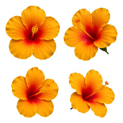 Group of four brilliant orange hibiscus flowers showcasing their detailed pistils and stamens on a transparent background