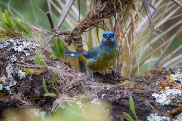 Blue-and-yellow Tanager (Green-mantled) Rauenia bonariensis darwinii. Brightly colored member of...