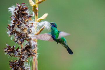 Fototapeta premium Sparkling Violetear Colibri coruscans, Large aggressive hummingbird that usually dominates feeders or flower patches. Sparkling green overall with purplish-blue patches on cheeks and belly. 