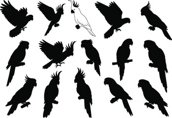Collection of parrot and cockatoo bird silhouettes in flying and sitting poses, tropical bird vector illustration for design, decoration, nature, and wildlife artwork