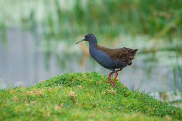 Blackish Rail Pardirallus nigricans. Medium-sized marsh bird, plump and chickenlike. Slaty gray below and brown above. Note bright red legs and long greenish-yellow bill. Peru