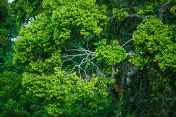 
Background photo of beautiful tropical green trees and leaves in Manu national park, Peru. Beautiful exotic tree leaves with blossom. Amazon rainforest