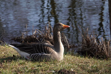 goose on the lake