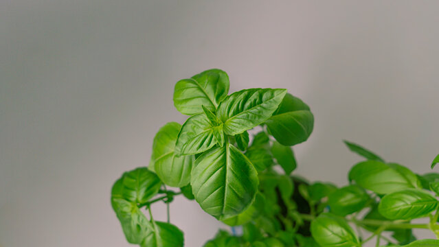 green basil on a gray background