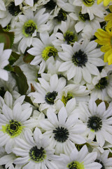 Fresh white flowers for background