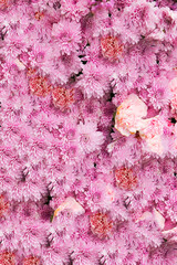 Purple flowers for the background