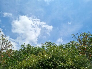 Fototapeta premium Background view of blue sky with mangrove trees copy space in Indonesia