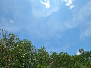 Background view of blue sky with mangrove trees copy space in Indonesia