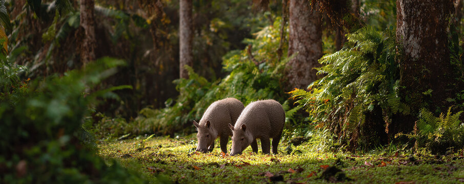 Two wild animals forage amidst lush greenery in a sundappled forest. Represents resilience, natures beauty, or conservation themes. Great for ecofriendly projects or wildlife content.