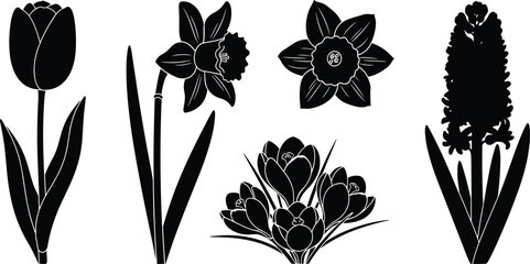 Silhouette collection of spring flowers including tulip, daffodil, narcissus, crocus, and hyacinth isolated on white background for botanical design elements