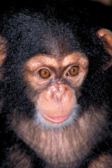 Closeup portrait of a Baby Chimpanzee