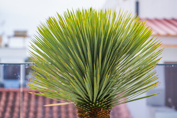 Spiky green leaves of a potted Yucca rostrata