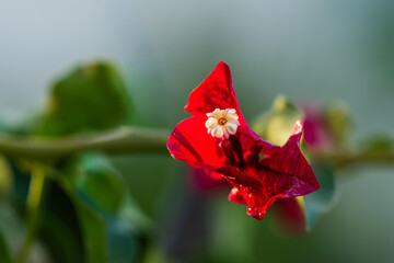 Red bougainvillea bract with central flower