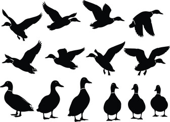 Obraz premium Set of flying and standing duck silhouettes vector illustration, black duck shapes collection for wildlife design, hunting, nature, and animal artwork themes