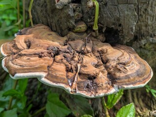 Bracket Fungus Ganoderma or Artist Conk Mushroom Growing on Tree Trunk: Large Shelf Fungus with Brown Bands and White Edge