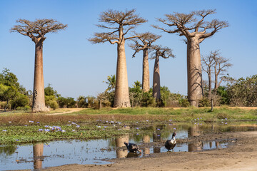 wild ducks in front of baobab trees