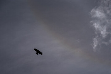 Fototapeta premium eagle in the sky
