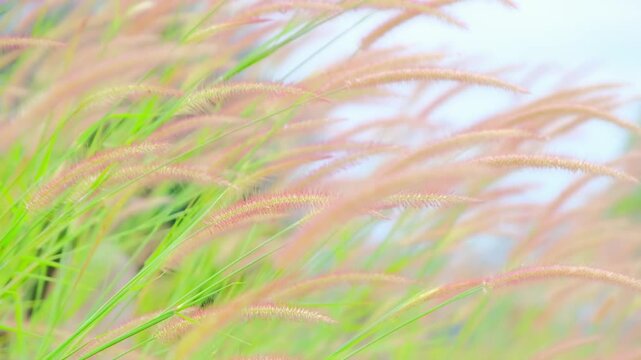 soft breeze through pink wild grass